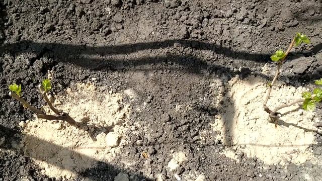 ? Три типичные ОШИБКИ начинающих виноградарей. Посадка винограда. Обрезка саженцев.
