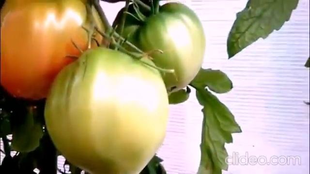 Еще два классных сорта! смотреть онлайн