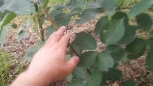 ?Ежевика Натчез после летней обрезки?