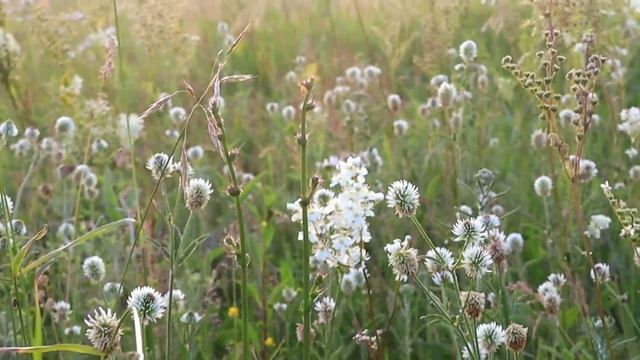 #рузаевка #мордовия #природа #лето #вечер #небо #лес #закат #поле смотреть онлайн