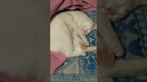 9 марта 2022 г. Котенок Бакс спит. Котенок Бакс отдыхает. Егоза