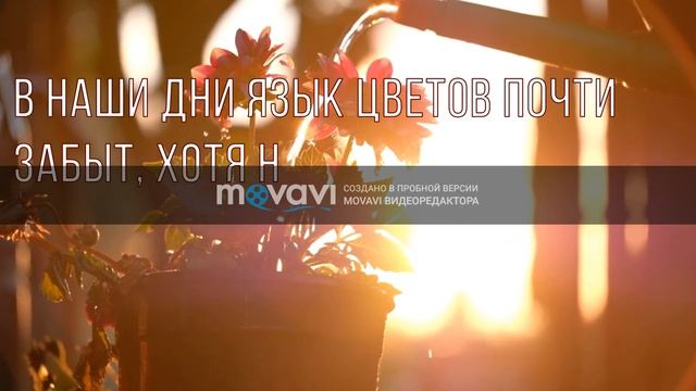 Язык цветов: значение цвета смотреть онлайн