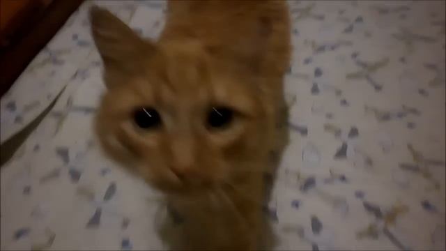 кот соскучился смотреть онлайн