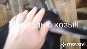 Почему мои козы такие худые?