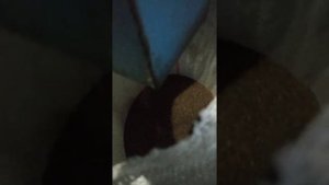 очистка семян люцерны от повилики