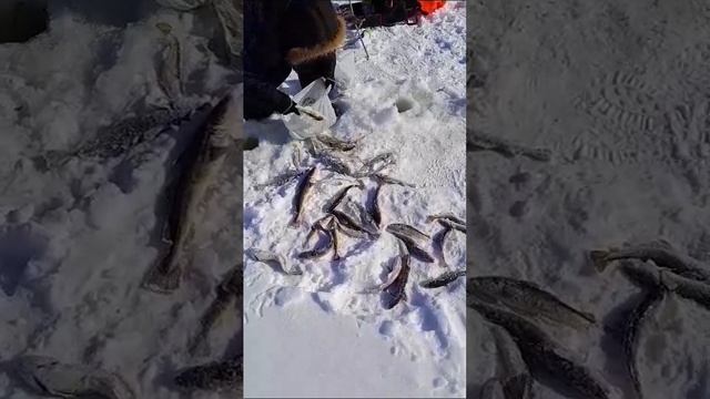 Сахалин. Зимняя рыбалка. В принципе не плохо съездили. смотреть онлайн