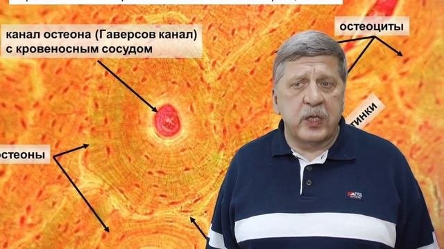 скелетные ткани