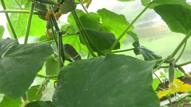 Огурцы после фитоверма. смотреть онлайн