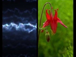 Черное и белое (клип )ГОУ ЦО 1481