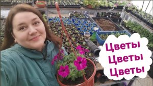 Моя цветочная рассада | Семена на восьмое марта