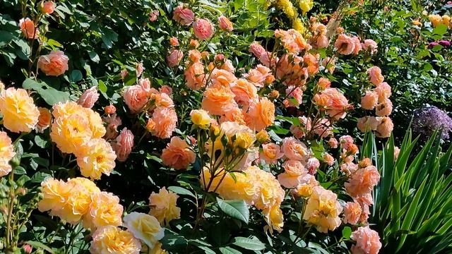 Роза, с которой начался мой сад. Невероятная Августа Луиза!