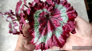 Обзор бегонии декоративнолиственной, июнь 2022.