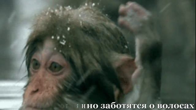 ***Невероятно//Обезьяны и мы//Забавные доказательства,что люди родственники обезьян