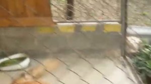 Вольер для Бельгийской овчарки