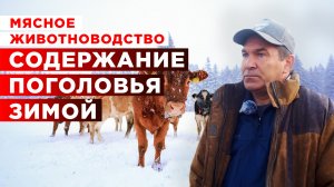 Содержание коров в зимний период | Мясное животноводство