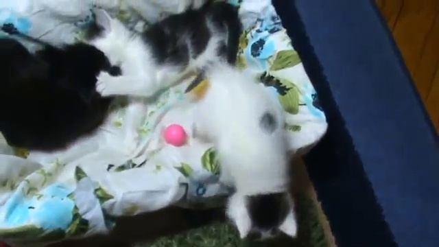 Моим котятам уже месяц.