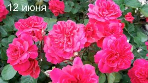 Роза Сангрия в Саду на трех холмах