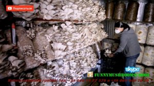 ВЕШЕНКА. Штамм Р80 (ПЭ80, П80), собираем грибы