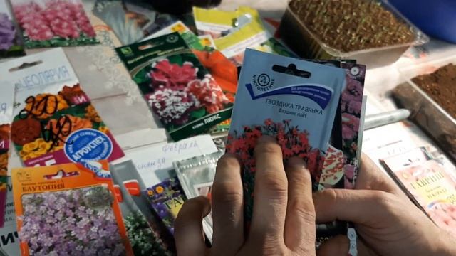Какие ЦВЕТЫ ПОСЕЯТЬ В ФЕВРАЛЕ ОБЯЗАТЕЛЬНО?САМЫЕ НЕПРИХОТЛИВЫЕ ЦВЕТЫ что сажать