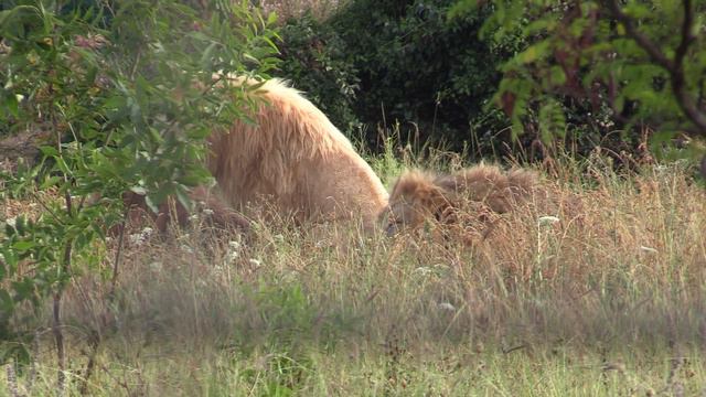 Как белый лев Лорд подружился с группой Султана ? Львы Тайгана смотреть онлайн