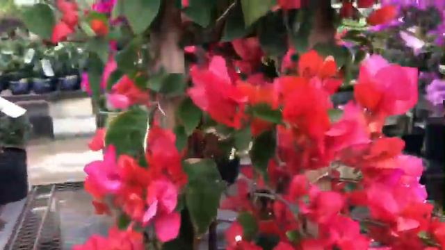 Deferent variety of bougainvillea/Guavas plants/banana plants/calamansi plants смотреть онлайн