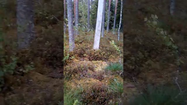 Царицыно озеро
