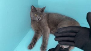 Сколько должна весить кошка / Какой идеальный вес у кота