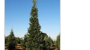 Пихта белая (abies alba)