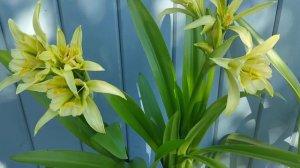 Цветет гименокаллис (исмене) "Sulfur queen". Неизменно прекрасна.