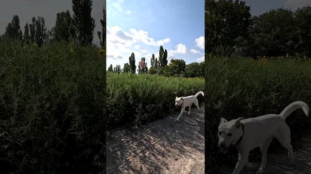Средство для похудения. Прогулка в подсолнухах с собакой.