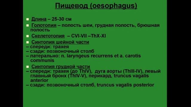 Пищевод. Голотопия. Скелетотопия. Синтопия