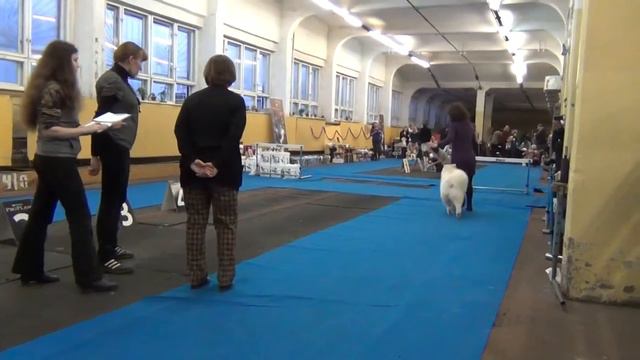 Мотя на первой выставке в классе щенков (14.12.2014) смотреть онлайн