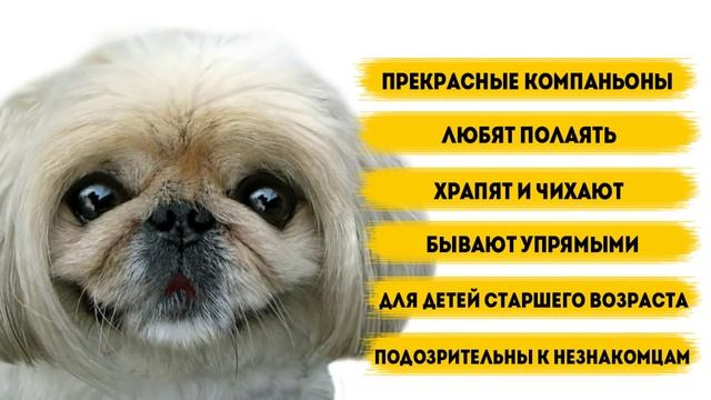 Пекинес - породы собак.
