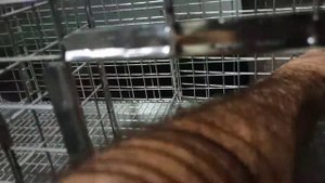 Клетка выставочная на три секции для голубей с выдвижным поддоном и открывающимися перегородками.