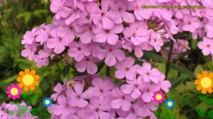 Флокс метельчатый Хесперис. Краткий обзор, описание характеристик phlox paniculata Hesperis