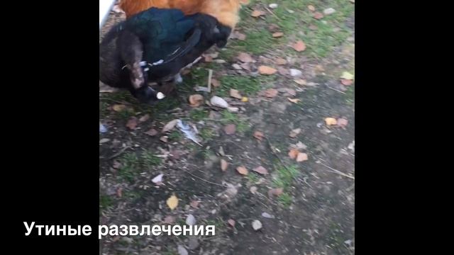 Мускусные уточки и селезни разных окрасов. смотреть онлайн