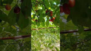 Ранняя черешня "Сказка".Обзор.?