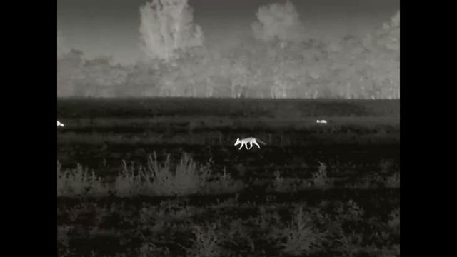 Rögtön az első alkalommal! Ilyen közel még nem voltam rókához! X-EYE E6 PRO V3.0 HŐKAMERA\Unboxing смотреть онлайн