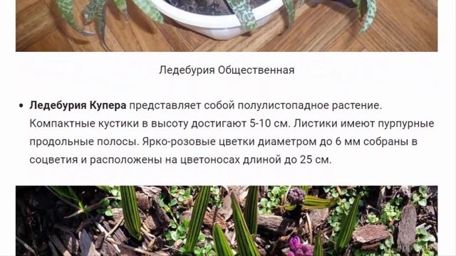 Ледебурия. Растения для дома и сада.