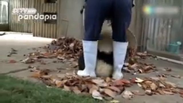 Супер панды!!!животный беспредел !!! смотреть онлайн