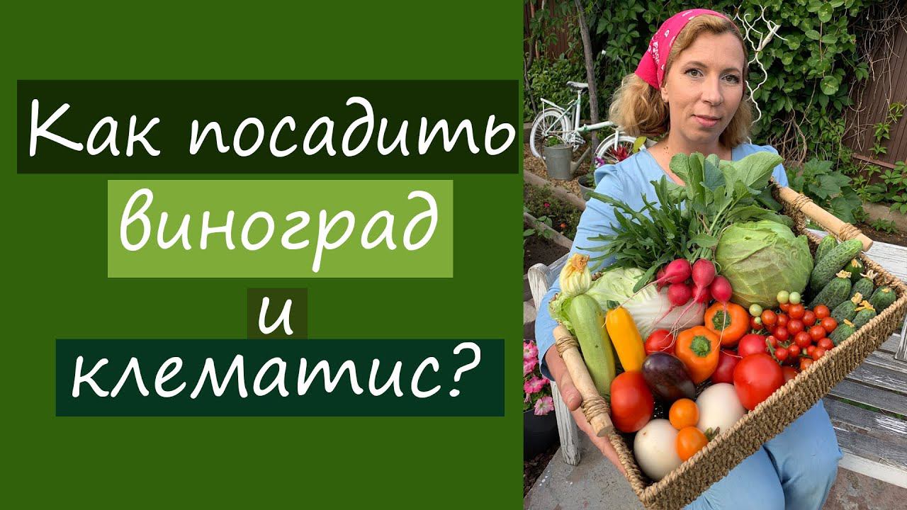 Как посадить виноград и клематис?