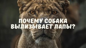 Почему собака вылизывает лапы?