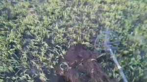 Удельная чешуя