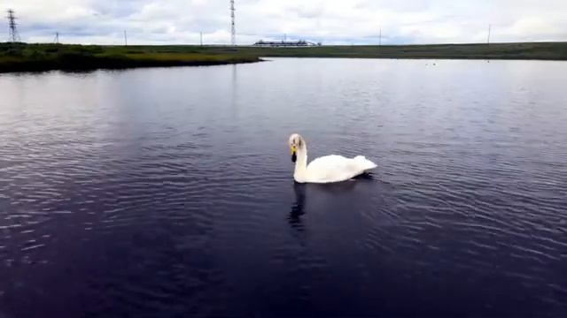 Белый лебедь смотреть онлайн