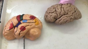 Головной мозг. Локализация функций в коре.