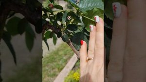 Ожидание и реальность, штамбовая роза Тесс и Голден Зест.