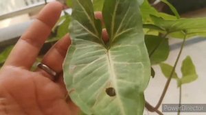 Beautiful indoor or outdoor plant syngonium 3 step fir its care