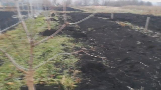 Как защитить молодые саженцы от грызунов без дополнительных затрат/Утепляем саженцы смотреть онлайн