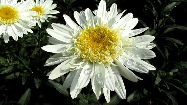 Real Glory Нивяник, ромашка смотреть онлайн