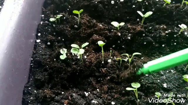 Что делать с рассадой цветов которая сильно вытянулась. смотреть онлайн